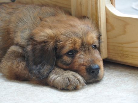 Bruno